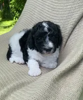 Beignet, a male Goldendoodle and Sheepadoodle for sale in Nashville, TN – 1 of 10