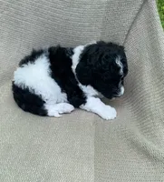 Beignet, a male Goldendoodle and Sheepadoodle for sale in Nashville, TN – 5 of 10