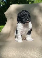 Scone, a male Goldendoodle and Sheepadoodle for sale in Nashville, TN – 2 of 10
