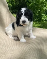 Strudel, a female Goldendoodle and Sheepadoodle for sale in Nashville, TN – 9 of 10