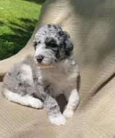 Danish, a male Goldendoodle and Sheepadoodle for sale in Nashville, TN – 2 of 10