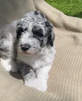 Danish, a male Goldendoodle and Sheepadoodle for sale in Nashville, TN – 4 of 10