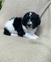 Beignet, a male Goldendoodle and Sheepadoodle for sale in Nashville, TN – 6 of 10