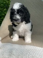 Biscuit, a male Goldendoodle and Sheepadoodle for sale in Nashville, TN – 2 of 9