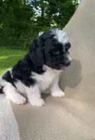 Biscuit, a male Goldendoodle and Sheepadoodle for sale in Nashville, TN – 5 of 9