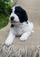 Panini, a male Goldendoodle and Sheepadoodle for sale in Nashville, TN – 3 of 10
