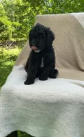 Baguette, a male Goldendoodle and Sheepadoodle for sale in Nashville, TN – 6 of 9
