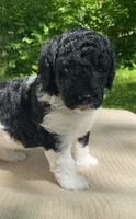 Scone, a male Goldendoodle and Sheepadoodle for sale in Nashville, TN – 9 of 10
