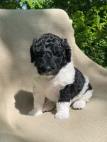 Scone, a male Goldendoodle and Sheepadoodle for sale in Nashville, TN – 4 of 10