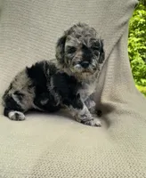 Churro, a male Goldendoodle and Sheepadoodle for sale in Nashville, TN – 7 of 10