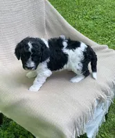 Beignet, a male Goldendoodle and Sheepadoodle for sale in Nashville, TN – 2 of 10