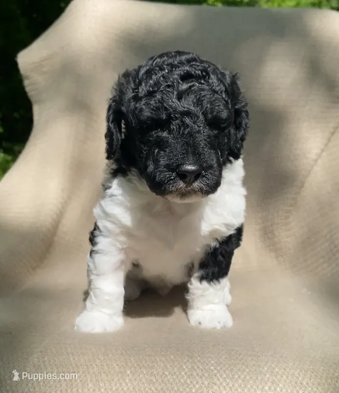 Scone – Goldendoodle, Sheepadoodle puppy for sale in Nashville, TN