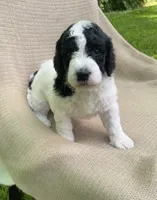 Panini, a male Goldendoodle and Sheepadoodle for sale in Nashville, TN – 5 of 10