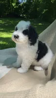 Pita, a male Goldendoodle and Sheepadoodle for sale in Nashville, TN – 9 of 10