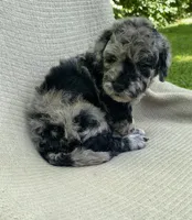 Churro, a male Goldendoodle and Sheepadoodle for sale in Nashville, TN – 3 of 10