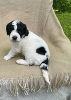 Panini, a male Goldendoodle and Sheepadoodle for sale in Nashville, TN – 2 of 10