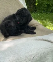 Pumpernickel , a male Goldendoodle and Sheepadoodle for sale in Nashville, TN – 3 of 9