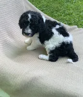 Beignet, a male Goldendoodle and Sheepadoodle for sale in Nashville, TN – 10 of 10