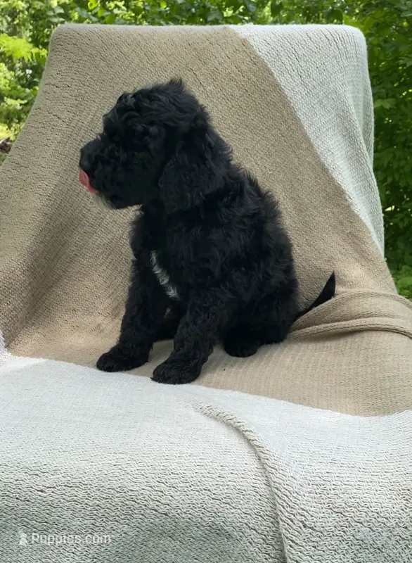 Baguette – Goldendoodle, Sheepadoodle puppy for sale in Nashville, TN