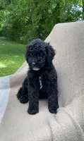 Baguette, a male Goldendoodle and Sheepadoodle for sale in Nashville, TN – 8 of 9