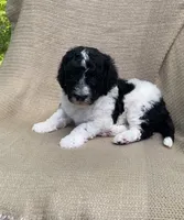 Beignet, a male Goldendoodle and Sheepadoodle for sale in Nashville, TN – 8 of 10