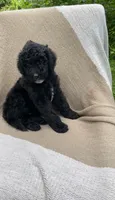 Baguette, a male Goldendoodle and Sheepadoodle for sale in Nashville, TN – 3 of 9