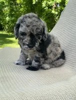 Churro, a male Goldendoodle and Sheepadoodle for sale in Nashville, TN – 5 of 10