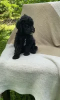 Baguette, a male Goldendoodle and Sheepadoodle for sale in Nashville, TN – 7 of 9