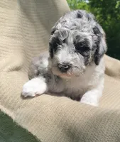 Danish, a male Goldendoodle and Sheepadoodle for sale in Nashville, TN – 5 of 10