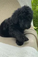 Pumpernickel , a male Goldendoodle and Sheepadoodle for sale in Nashville, TN – 9 of 9