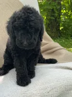 Pumpernickel , a male Goldendoodle and Sheepadoodle for sale in Nashville, TN – 2 of 9