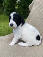 Panini, a male Goldendoodle and Sheepadoodle for sale in Nashville, TN – 4 of 10