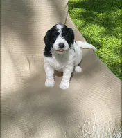 Strudel, a female Goldendoodle and Sheepadoodle for sale in Nashville, TN – 3 of 10