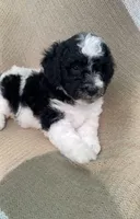 Biscuit, a male Goldendoodle and Sheepadoodle for sale in Nashville, TN – 4 of 9