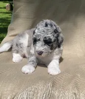 Danish, a male Goldendoodle and Sheepadoodle for sale in Nashville, TN – 9 of 10