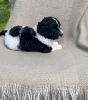 Beignet, a male Goldendoodle and Sheepadoodle for sale in Nashville, TN – 3 of 10