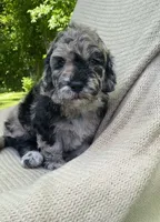 Churro, a male Goldendoodle and Sheepadoodle for sale in Nashville, TN – 10 of 10