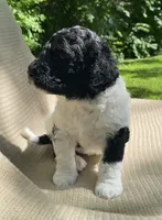 Scone, a male Goldendoodle and Sheepadoodle for sale in Nashville, TN – 3 of 10