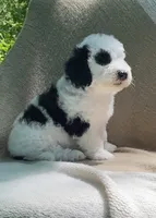 Pita, a male Goldendoodle and Sheepadoodle for sale in Nashville, TN – 3 of 10