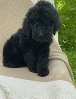 Pumpernickel , a male Goldendoodle and Sheepadoodle for sale in Nashville, TN – 6 of 9
