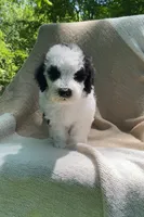 Pita, a male Goldendoodle and Sheepadoodle for sale in Nashville, TN – 4 of 10