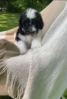 Biscuit, a male Goldendoodle and Sheepadoodle for sale in Nashville, TN – 9 of 9