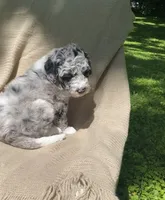 Danish, a male Goldendoodle and Sheepadoodle for sale in Nashville, TN – 3 of 10