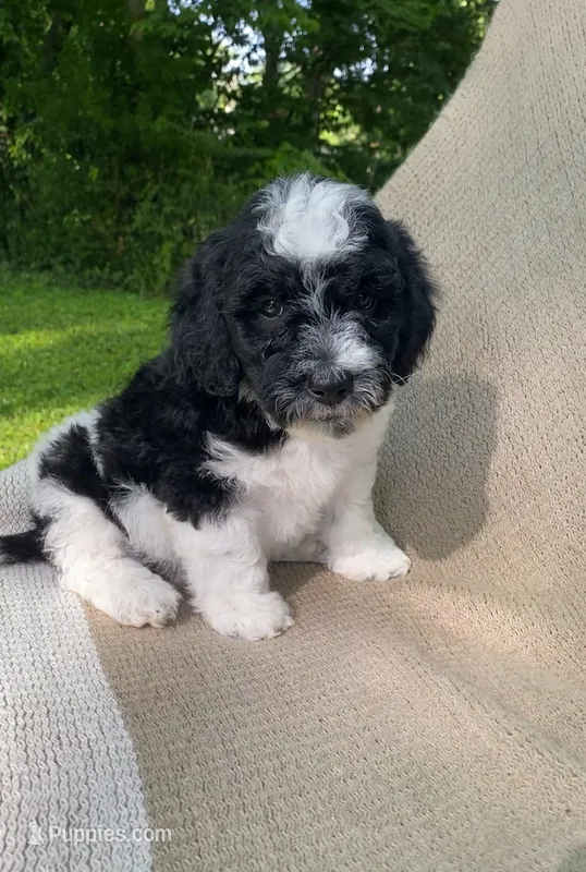 Biscuit – Goldendoodle, Sheepadoodle puppy for sale in Nashville, TN