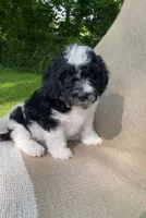 Biscuit, a male Goldendoodle and Sheepadoodle for sale in Nashville, TN – 1 of 9