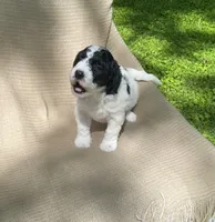 Strudel, a female Goldendoodle and Sheepadoodle for sale in Nashville, TN – 2 of 10