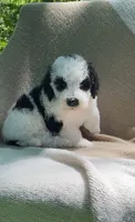 Pita, a male Goldendoodle and Sheepadoodle for sale in Nashville, TN – 5 of 10
