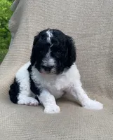 Beignet, a male Goldendoodle and Sheepadoodle for sale in Nashville, TN – 4 of 10
