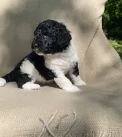 Scone, a male Goldendoodle and Sheepadoodle for sale in Nashville, TN – 6 of 10