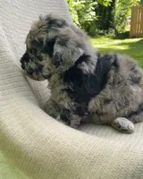 Churro, a male Goldendoodle and Sheepadoodle for sale in Nashville, TN – 4 of 10